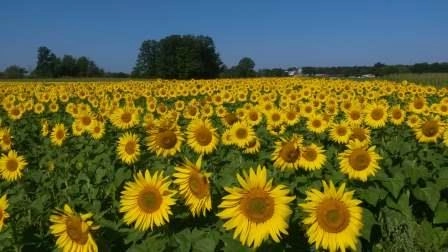 Elektrikli Çit ile Mahsülünüz Size Kalır