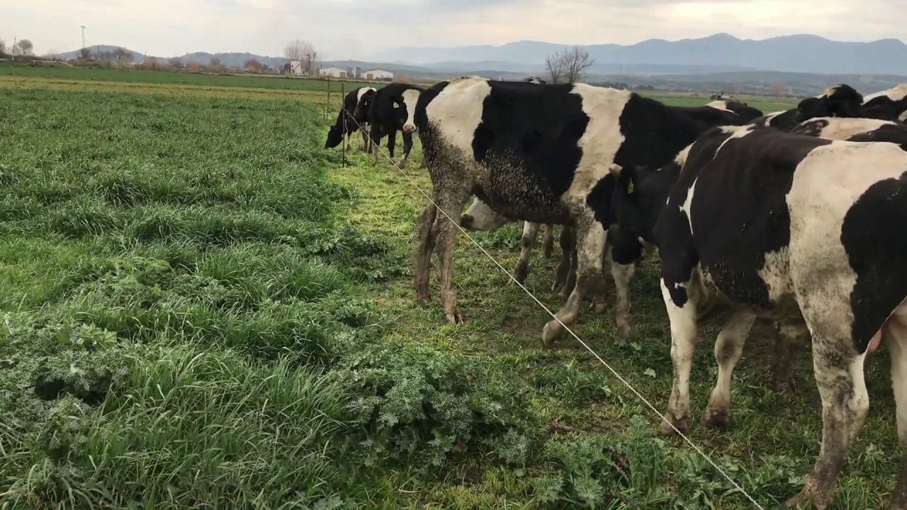 Elektrikli Çit ile Çobansız Besicilik