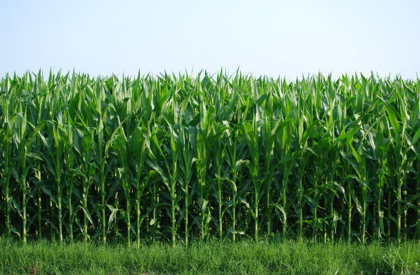 Elektrikli Çit Alırken Dikkat Etmeniz Gerekenler