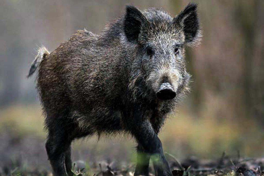 YabanSavar%20DUO%20Power%205700%20Tarla%20Bahçe%20Besi